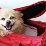 car dog carrier