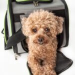 small dog cage