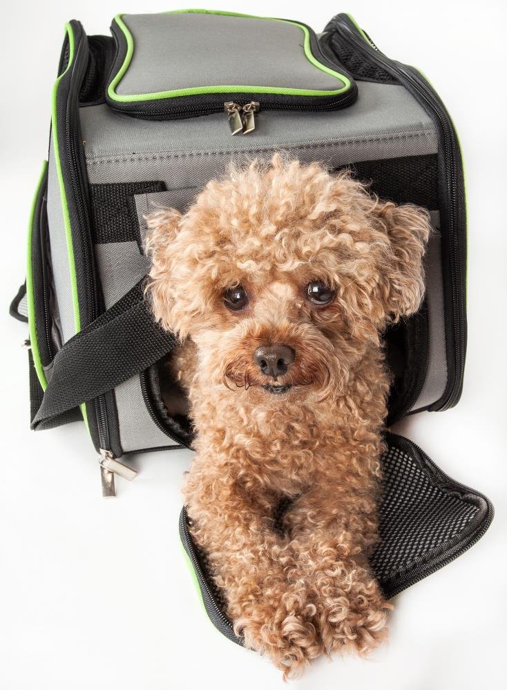 small dog cage